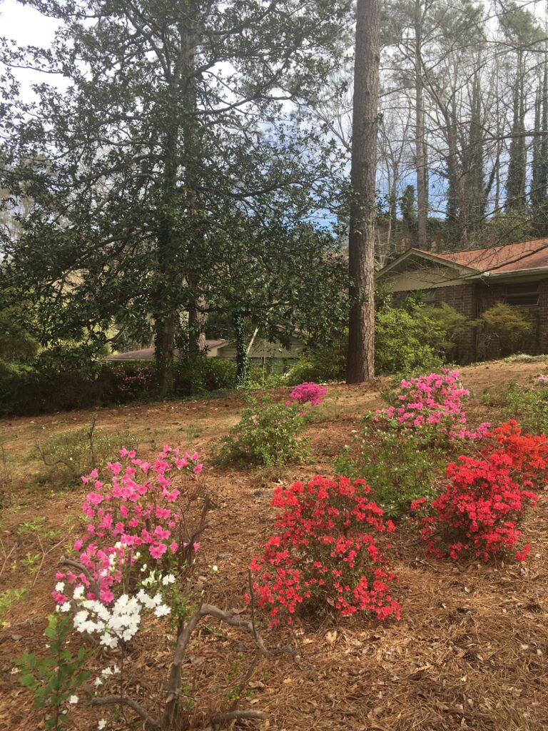 front yard azaleas
