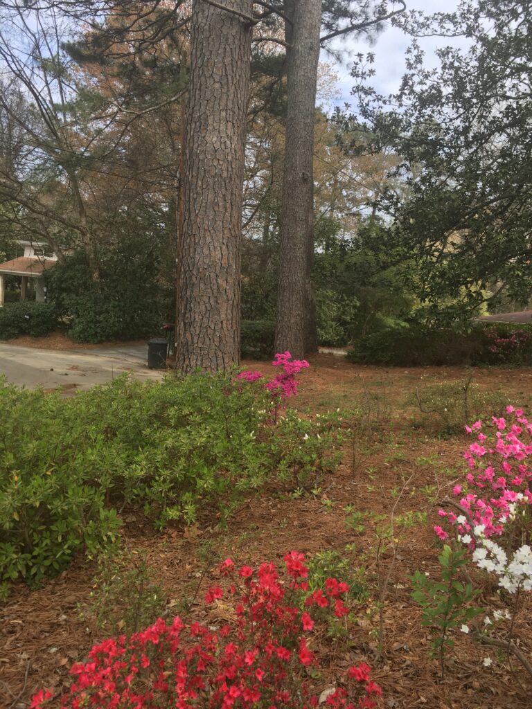 front yard azaleas