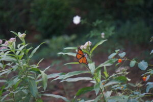 backyard monarch